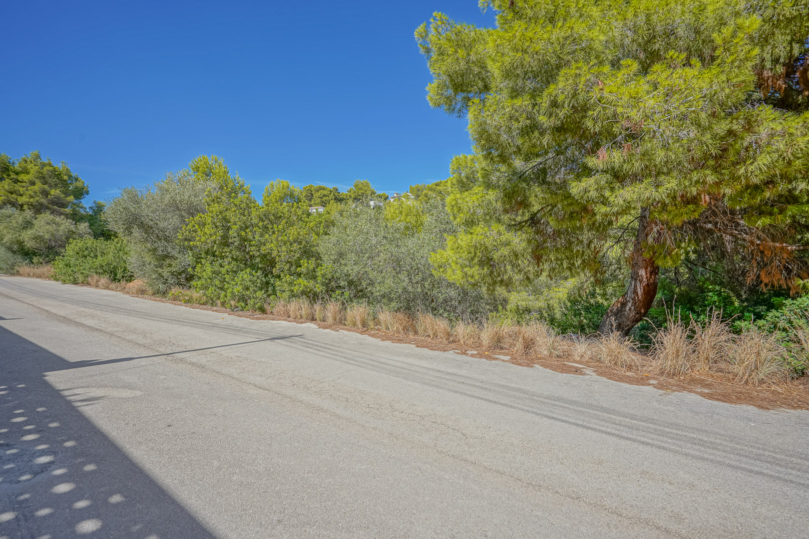 Uitzicht op de geasfalteerde toegangsweg naar het perceel, omzoomd door volwassen pijnbomen en dichte mediterrane begroeiing onder een helderblauwe hemel.