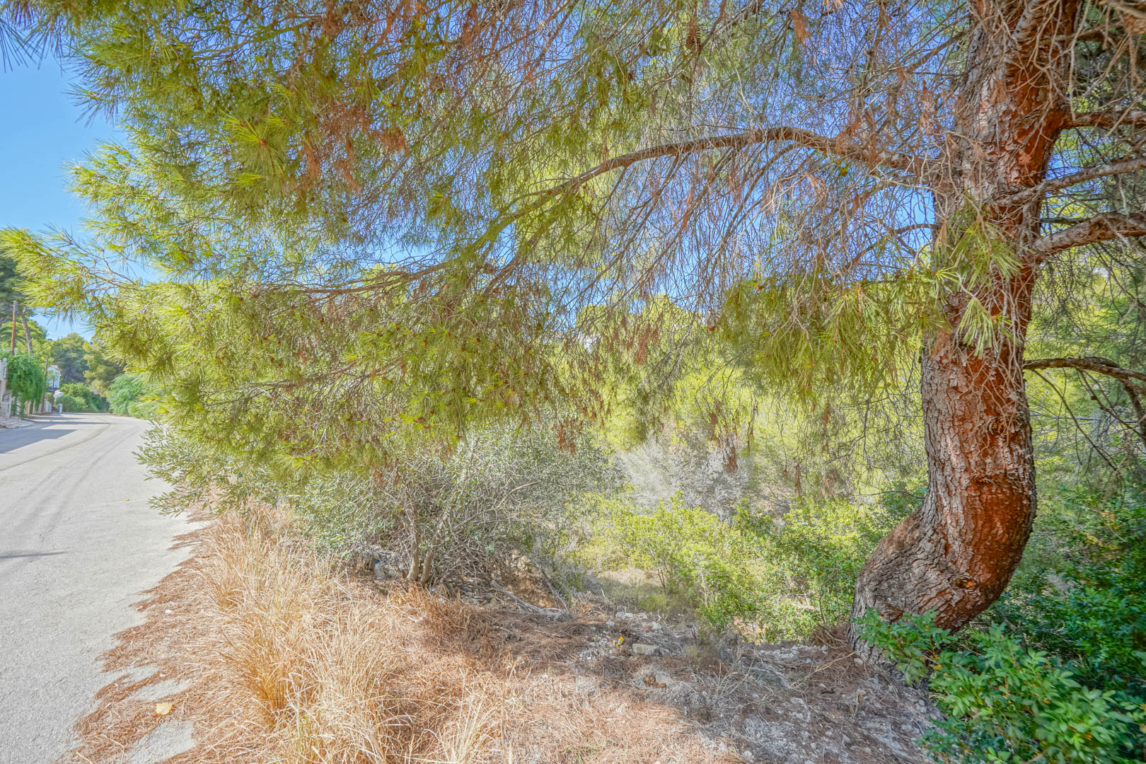 Zicht vanaf de geasfalteerde toegangsweg op het perceel, gekenmerkt door volwassen pijnbomen en natuurlijke mediterrane begroeiing.