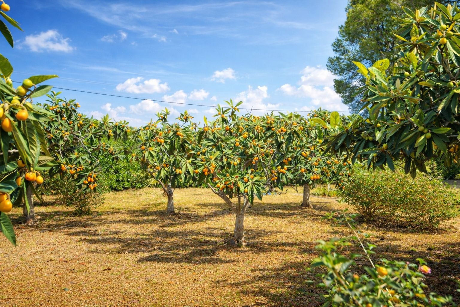 Privé-fruittuin met volwassen mispelbomen vol vruchten. Een natuurlijke buitenruimte die rust uitstraalt onder een helderblauwe hemel.