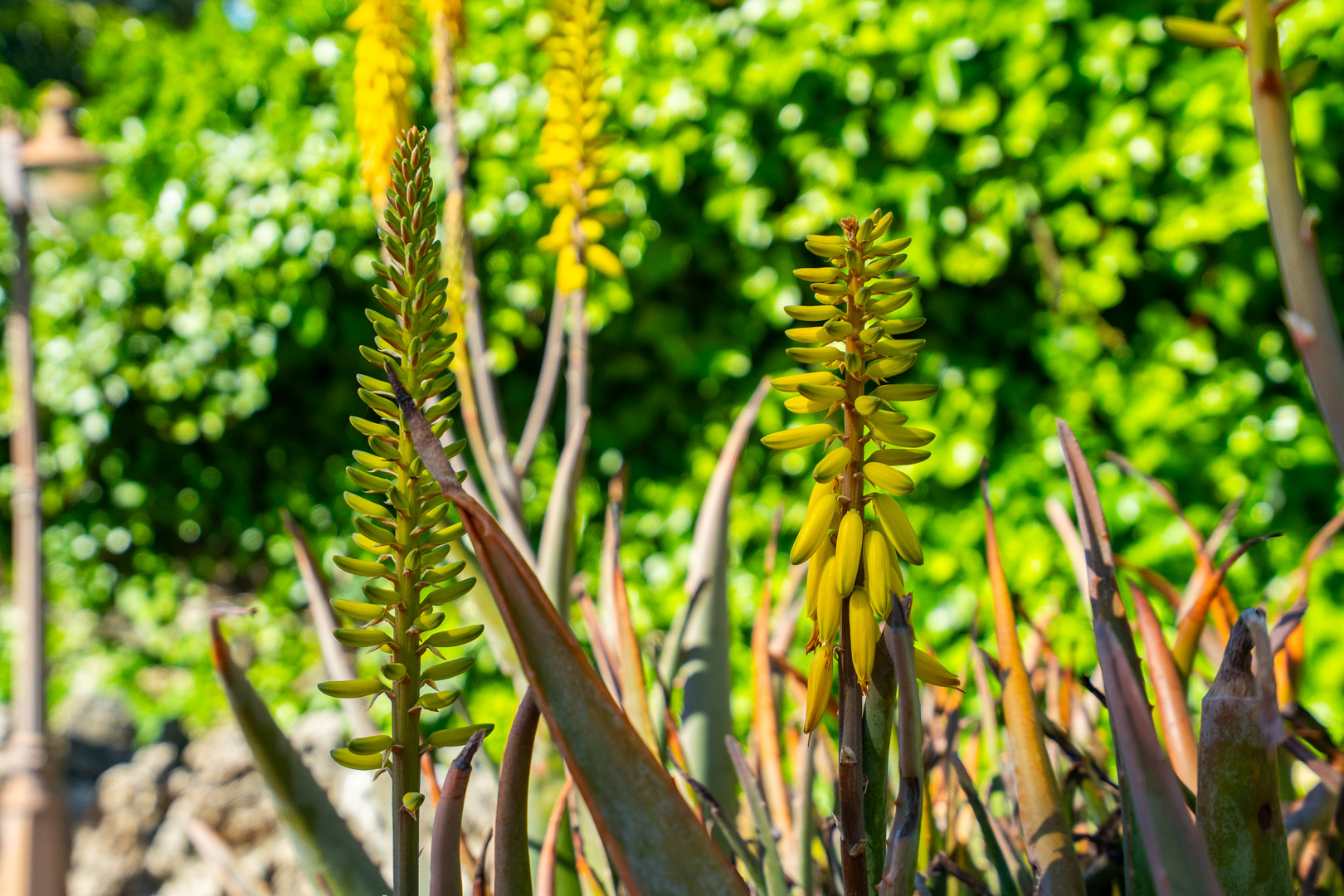 Close-up van gele aloë vera bloemen in de mediterrane tuin, met de nadruk op inheemse flora en natuurlijk zonlicht tegen een groene achtergrond.