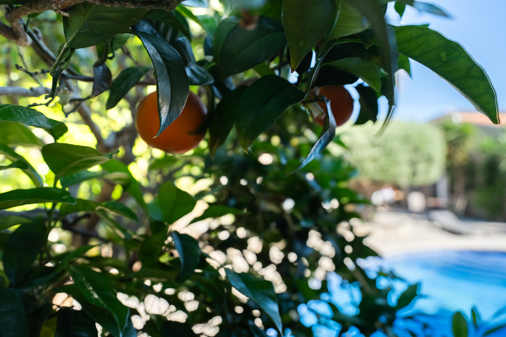 Detail van een sinaasappelboom met rijpe vruchten in de mediterrane tuin, met het zwembadgedeelte zichtbaar op de achtergrond.