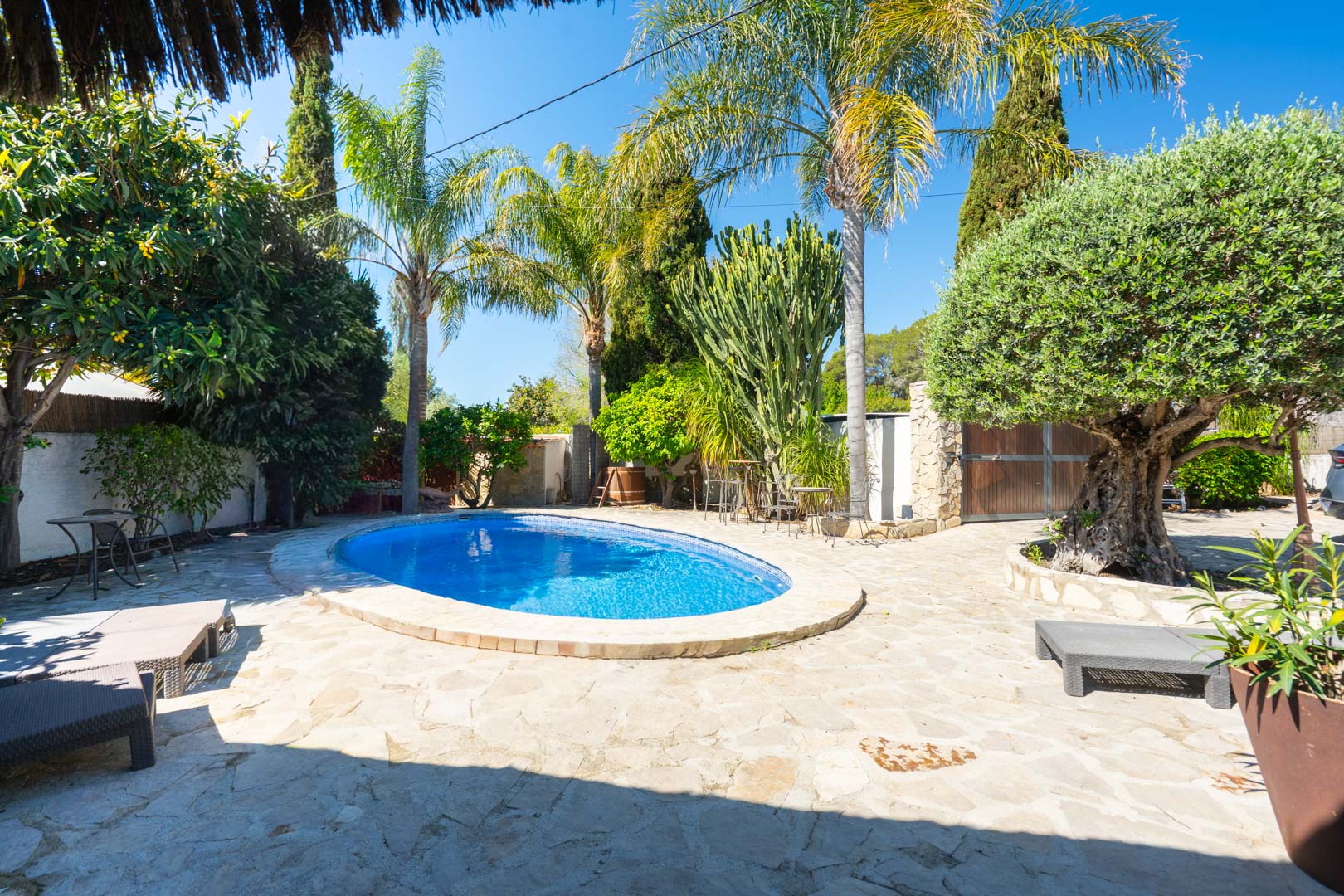 Ovaal zwembad op een natuurstenen terras, omgeven door een mediterrane tuin met palmbomen, een olijfboom en diverse cactussen.
