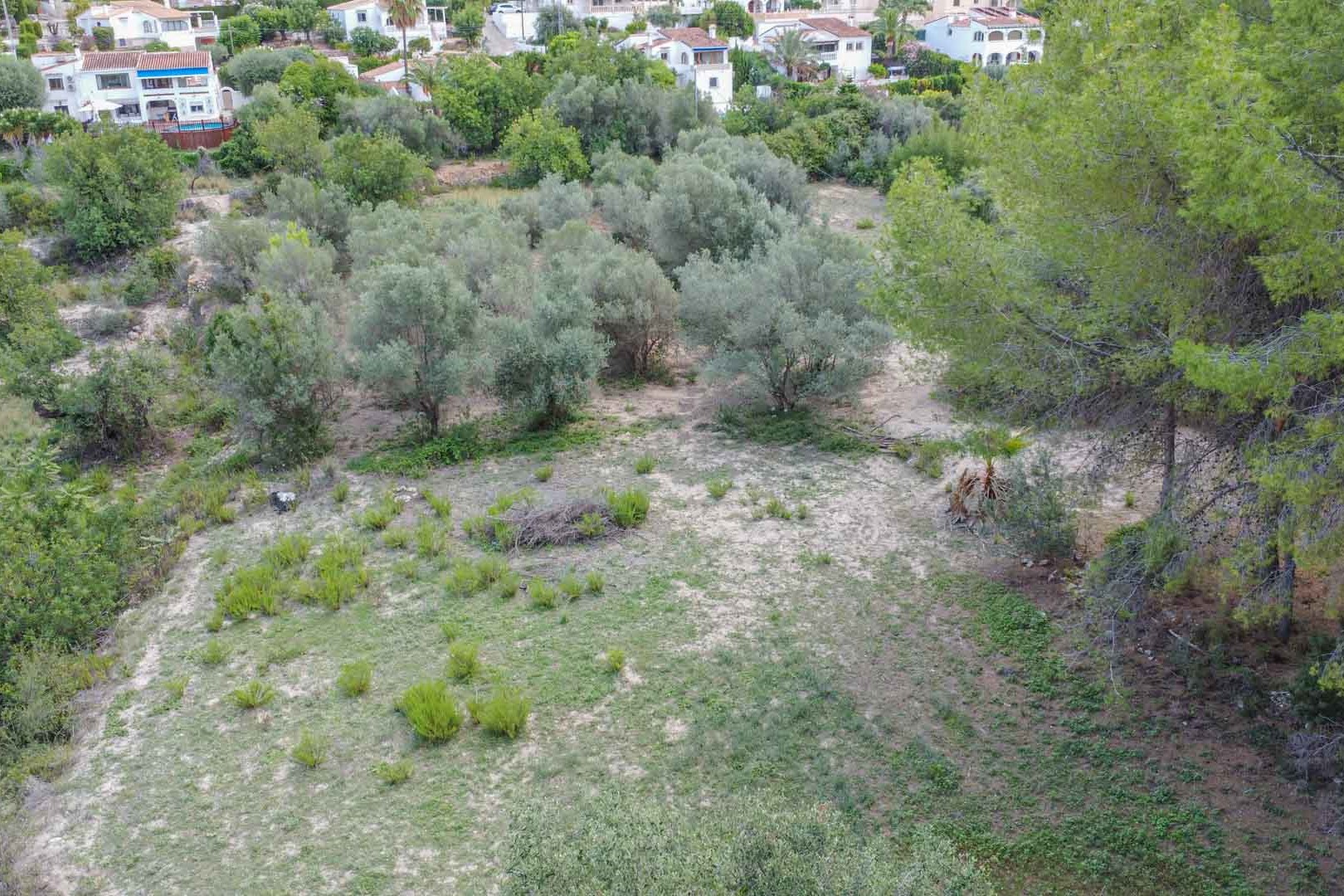 Luchtfoto van het natuurlijke perceel met olijfbomen en mediterrane dennen, die het rustieke terrein en de inheemse vegetatie in Orba toont.