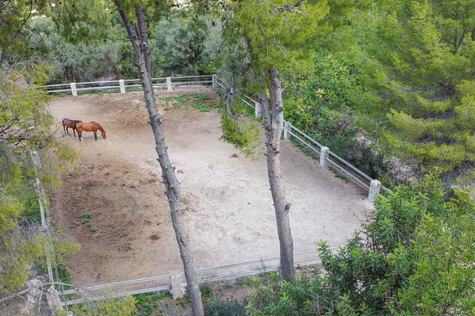 Verhoogd zicht op de omheinde paardenpaddock omringd door volwassen pijnbomen, wat een veilige en schaduwrijke plek biedt voor paarden.
