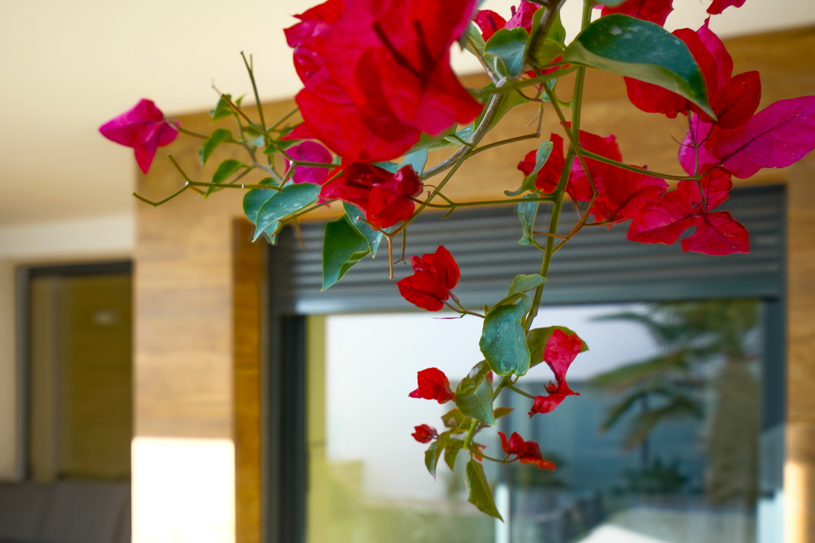 Detail van bougainvillea bloemen met op de achtergrond de moderne gevel voorzien van elektrische rolluiken en natuurstenen wandbekleding.