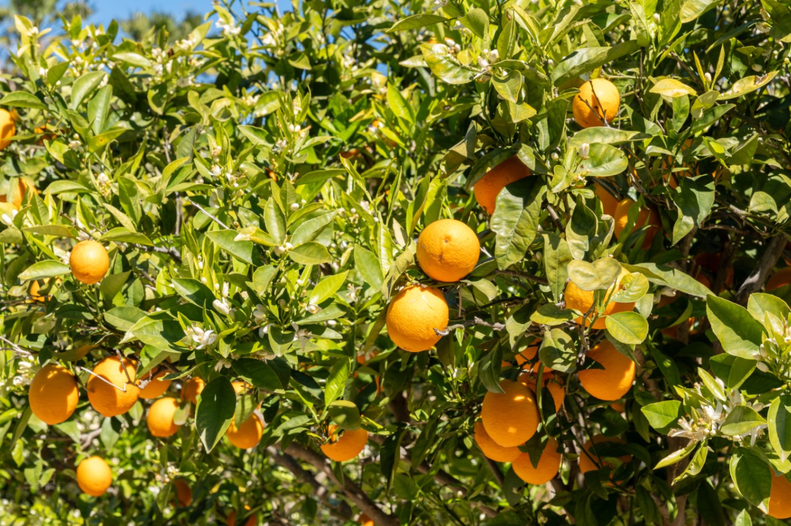 Close-up van een sinaasappelboom in de mediterrane tuin, met rijpe vruchten en witte bloesems die bloeien in het heldere daglicht.