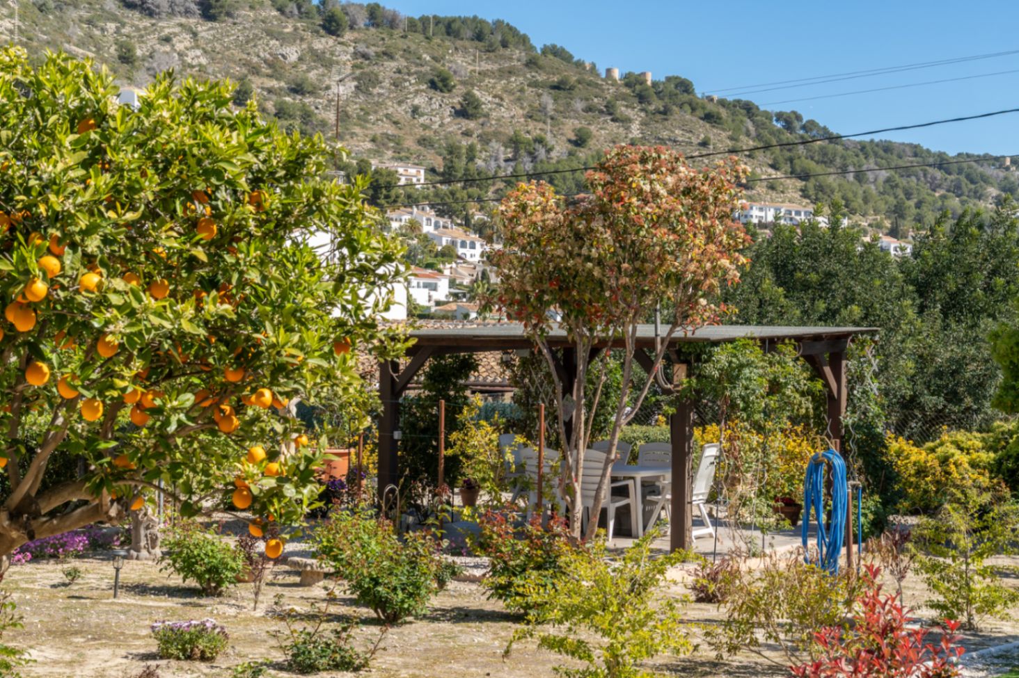 Mediterrane tuin met een vruchtdragende sinaasappelboom en een houten pergola met een eethoek buiten tegen de achtergrond van de heuvels.
