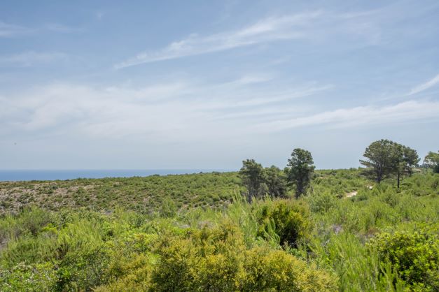Panoramisch uitzicht op het perceel met inheemse vegetatie en de zee op de achtergrond.