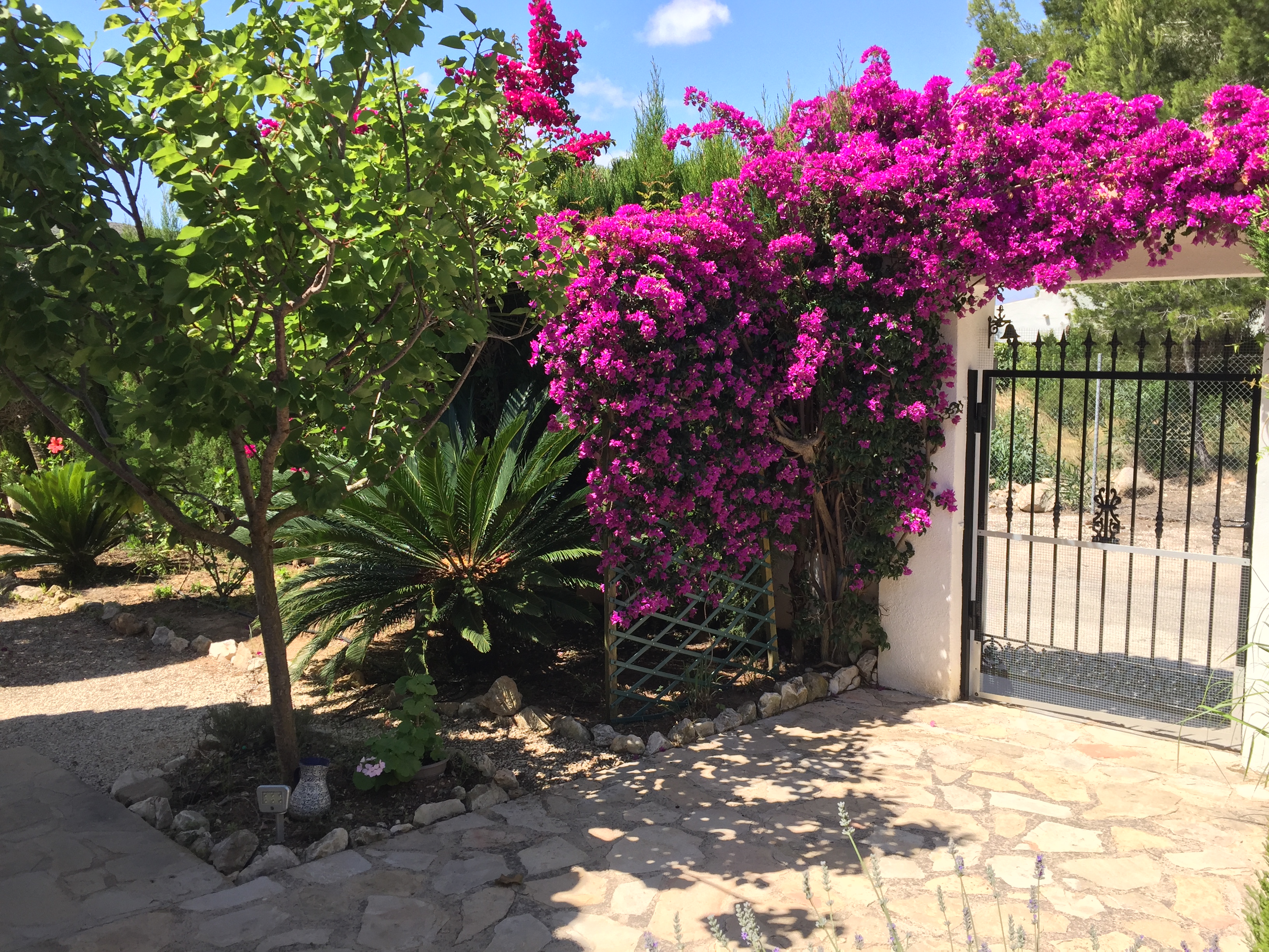 Aangelegde entree met fuchsia bougainville en onregelmatige stenen bestrating.