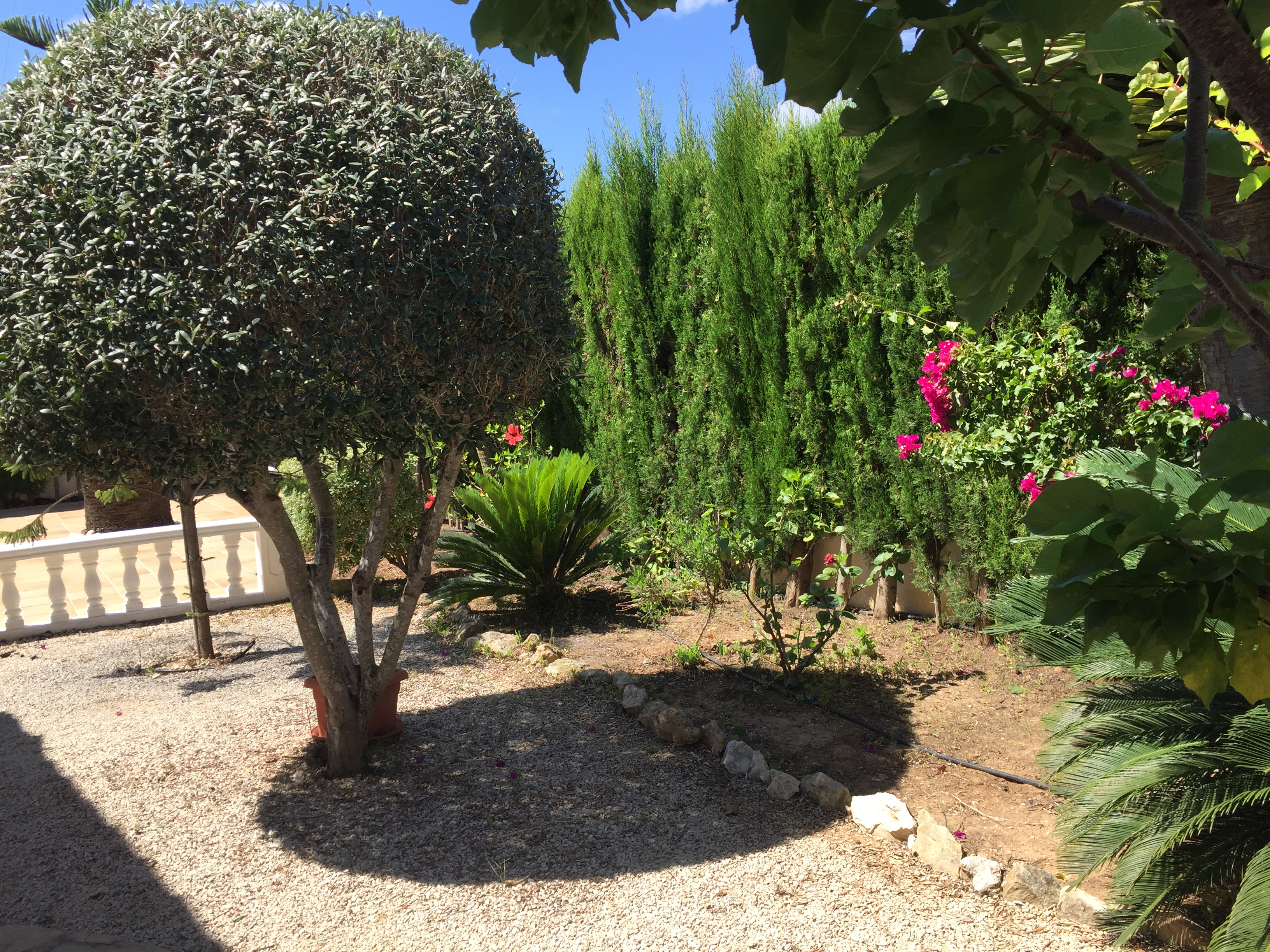 Tuindetail met grind, cipressenheggen en bougainvillea.