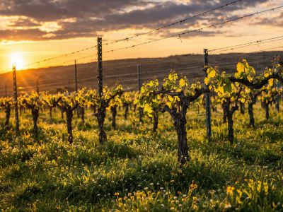 Gouden avondlicht verlicht de wijngaard, met jonge druivenbladeren aan de draadconstructie en een tapijt van gras met wilde bloemen. Een warme zonsondergang gloeit aan de horizon.