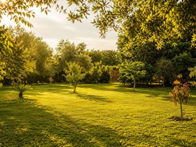 Een uitgestrekt, verzorgd gazon badend in het gouden avondlicht, met diverse volwassen en jonge bomen. Lange schaduwen strekken zich uit over het levendige gras.