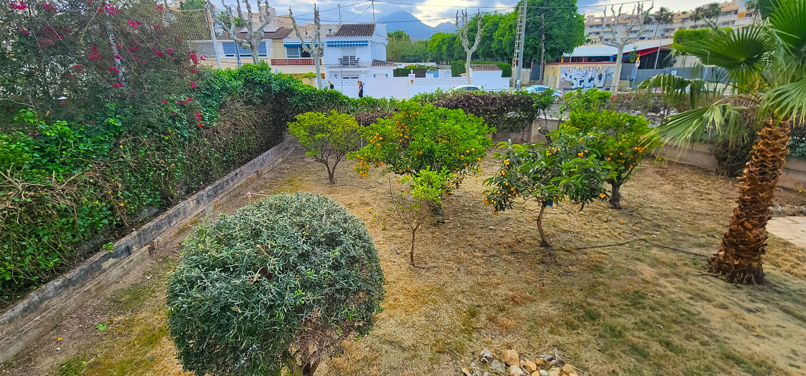 Ruime tuin met diverse fruitbomen, waaronder sinaasappel- en mispelbomen, omringd door dichte hagen. Residentiële gebouwen en bergen zijn op de achtergrond zichtbaar.