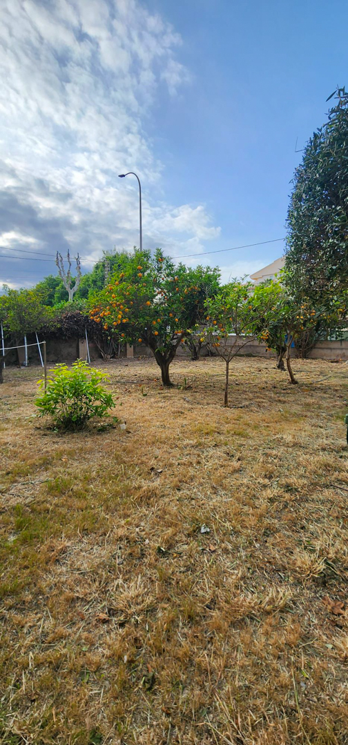 Tuin met droog gras en een productieve sinaasappelboom vol vruchten, begrensd door een hek onder een deels bewolkte lucht.