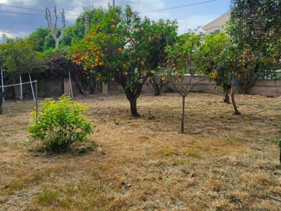 Buitentuin met droog gras en diverse fruitbomen, waaronder een sinaasappelboom vol rijpe vruchten, onder een gedeeltelijk bewolkte lucht.