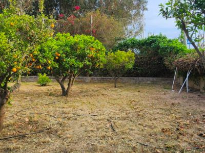 Dit tuingedeelte heeft fruitbomen vol sinaasappels, een lage stenen muur en droge grond met zichtbare irrigatielijnen. Weelderig groen loof vormt de achtergrond onder een heldere hemel.