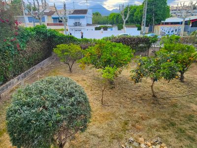 Tuin met diverse fruitbomen, waaronder sinaasappel- en mispelbomen, en een palmboom. De grond bestaat uit droog gras, begrensd door groene heggen en woningen op de achtergrond.