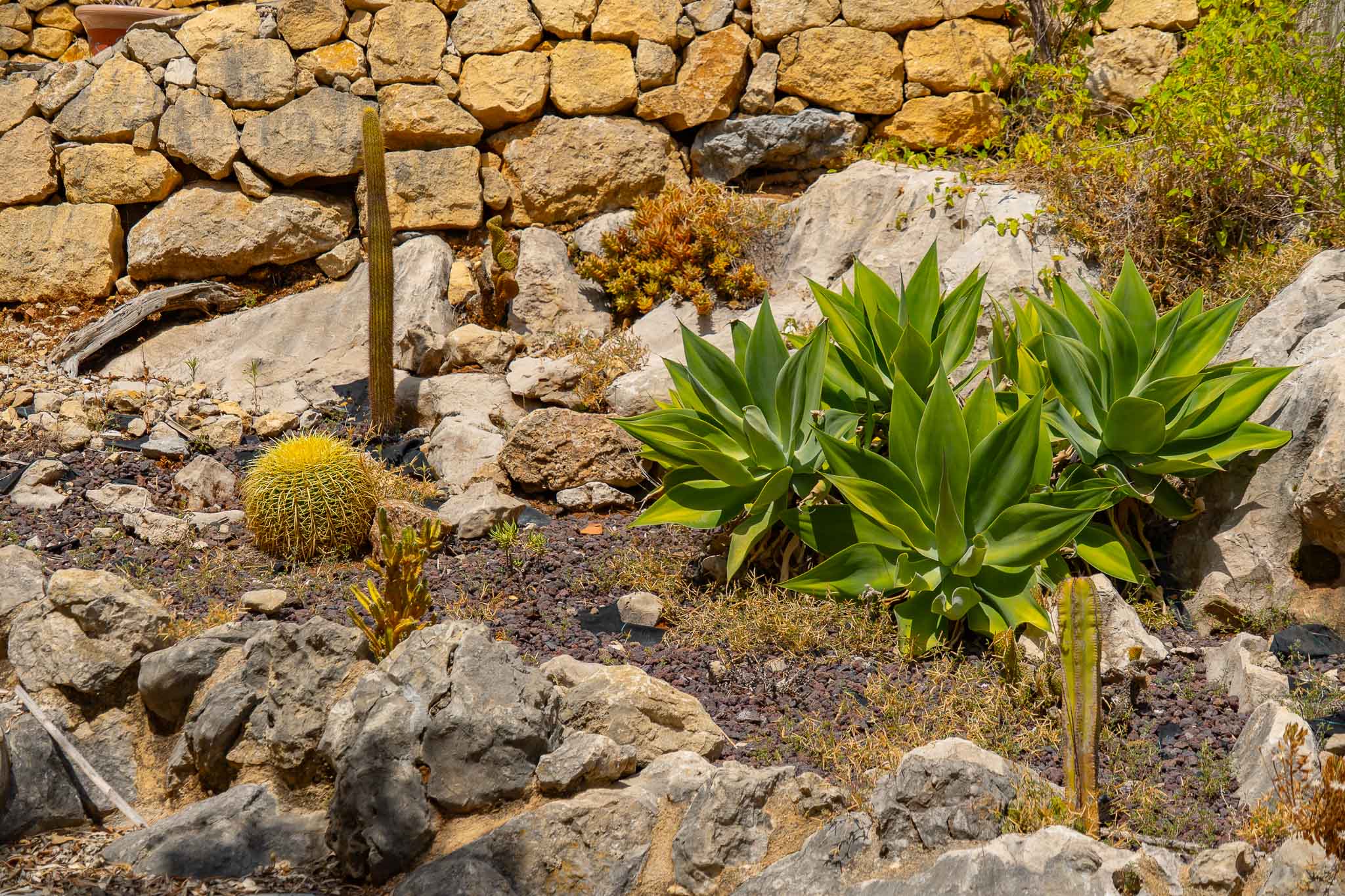 Mediterrane tuin met cactussen