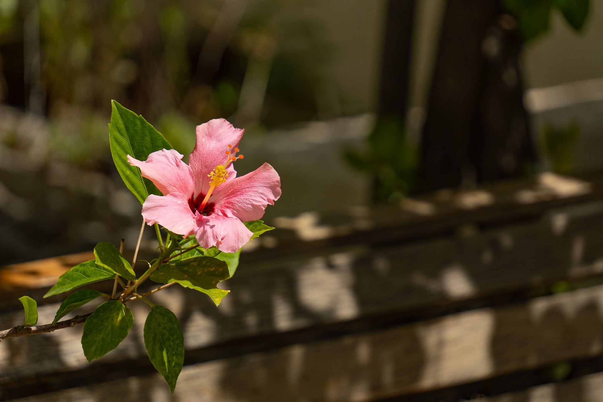 Tuindetail