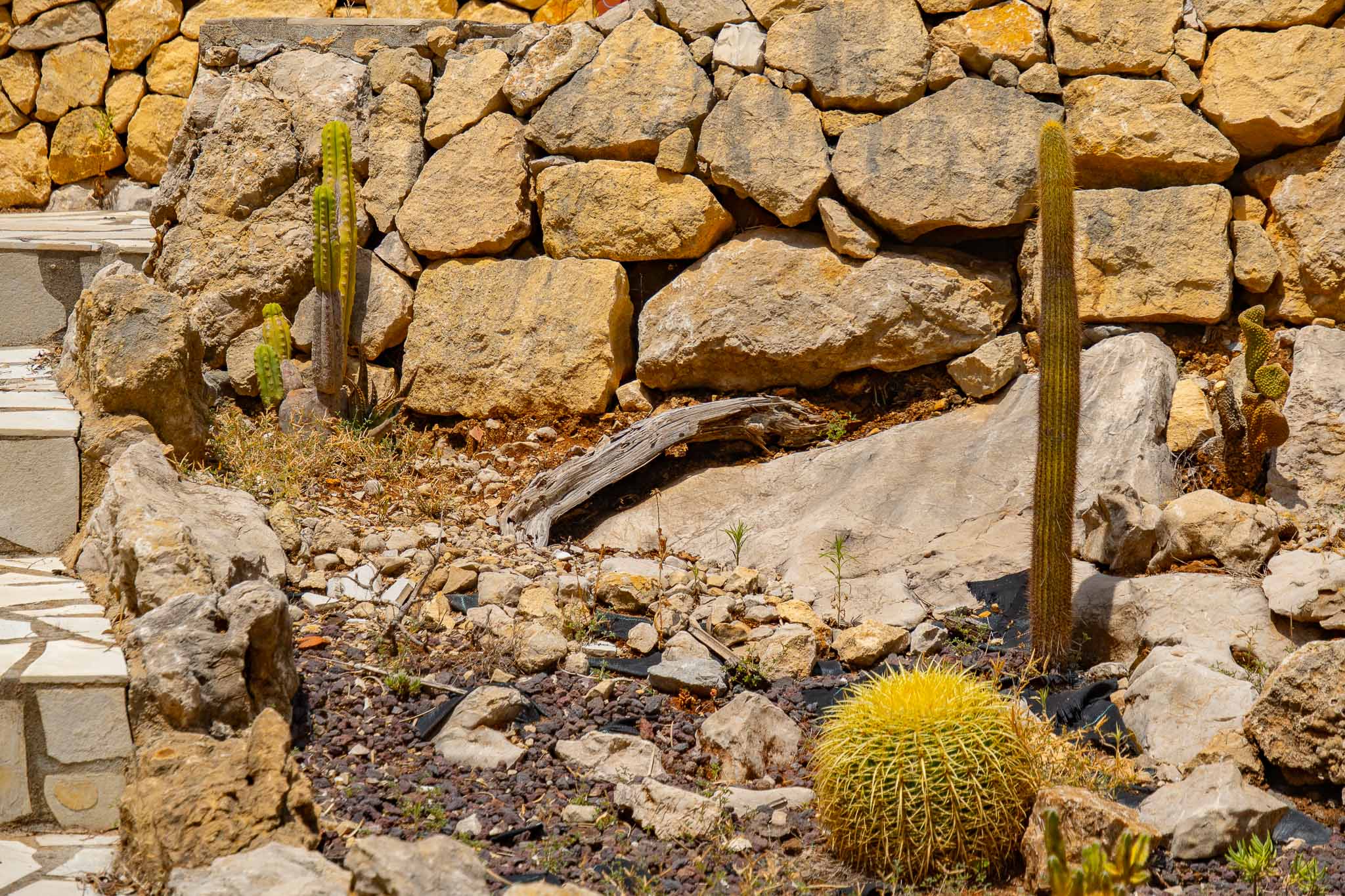 Cactustuin