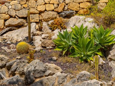 Mediterrane tuin met cactussen