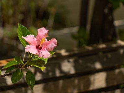 Tuindetail