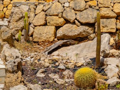 Cactustuin