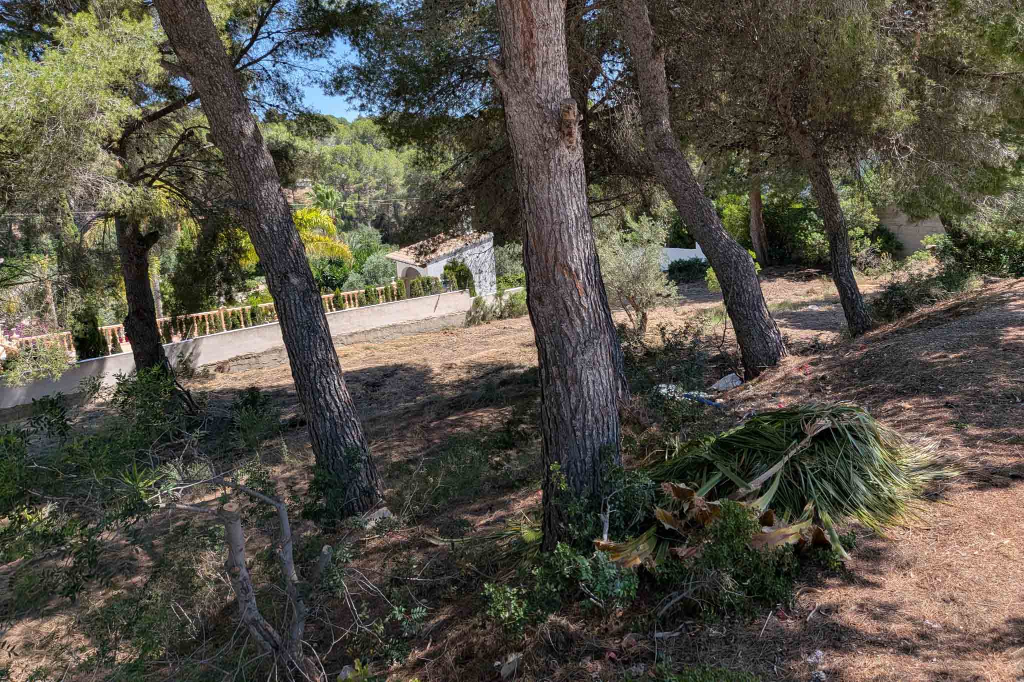 Perceel met dennenbomen