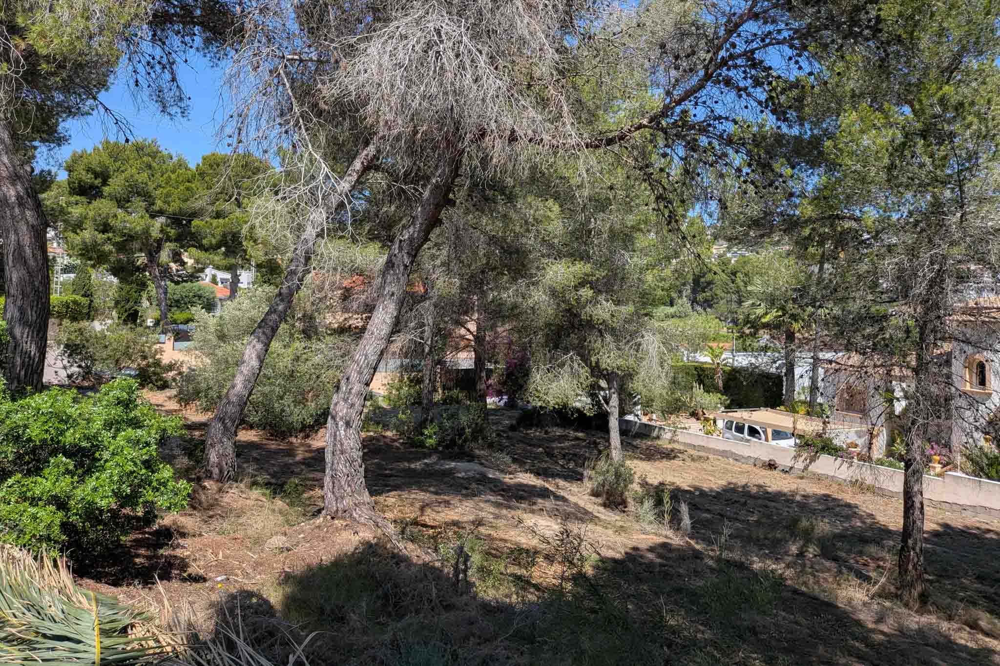 Zicht op het perceel met bomen