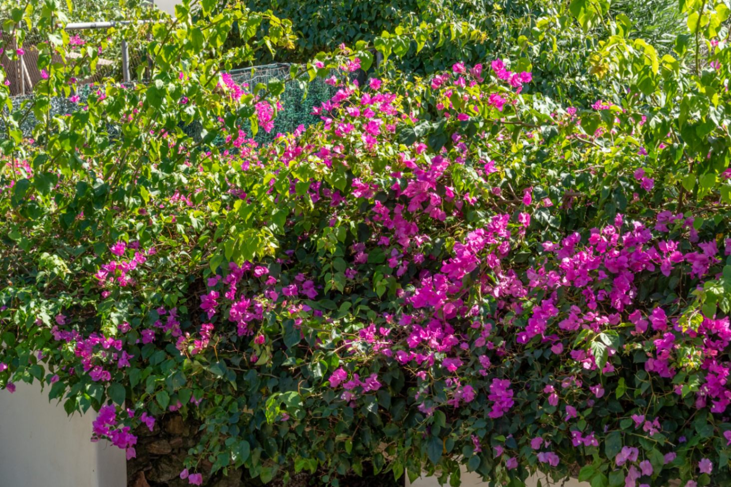 Detail van de tuin