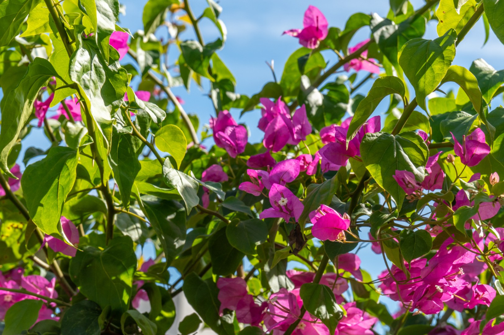 Tuindetail