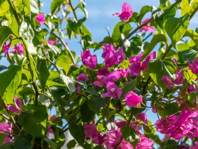 Tuindetail