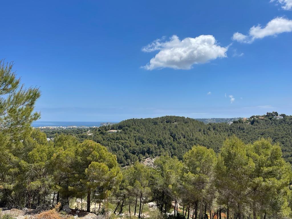 Verhoogd panoramisch uitzicht over een dicht mediterraan dennenbos met de kustlijn zichtbaar aan de horizon onder een helderblauwe lucht.