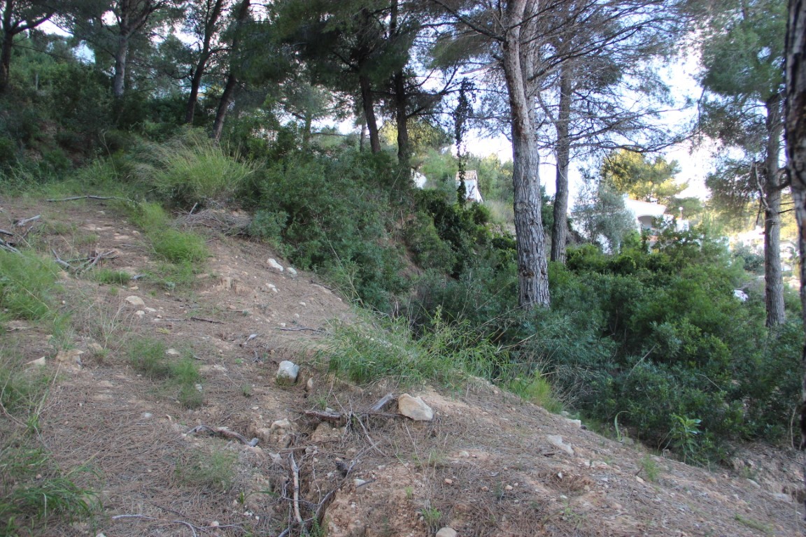 Hellend bouwperceel met natuurlijke mediterrane vegetatie en volwassen pijnbomen. Woonhuizen zijn zichtbaar door de dichte bebossing op de achtergrond.