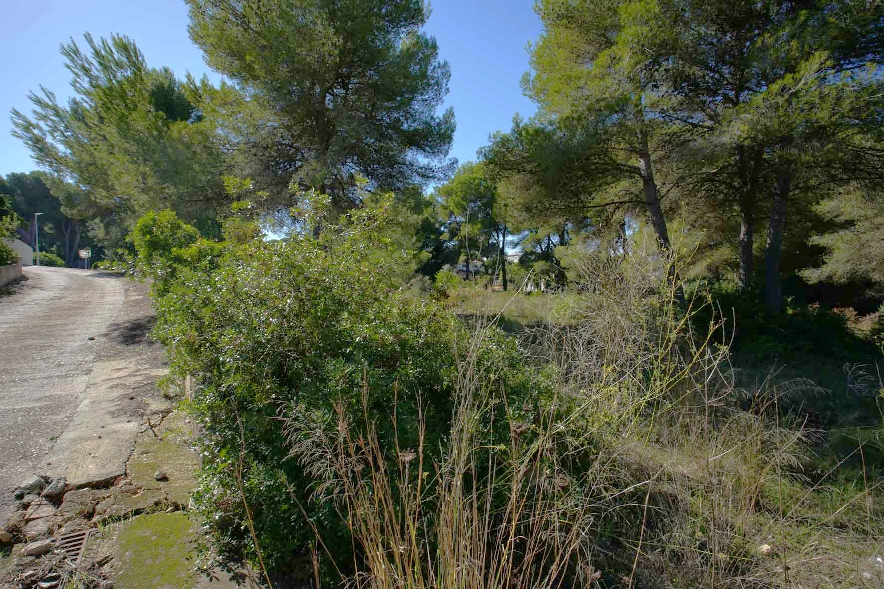 Hoekperceel met volwassen pijnbomen en mediterrane begroeiing, gelegen aan een geasfalteerde toegangsweg in een rustige woonwijk.