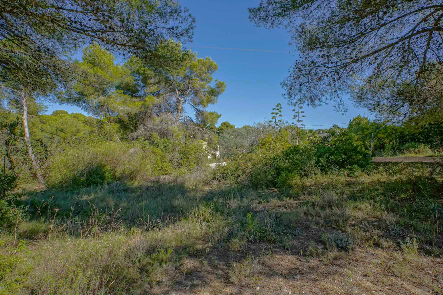 Natuurlijk bouwperceel in Portichol met volwassen pijnbomen en inheemse mediterrane begroeiing onder een helderblauwe lucht.