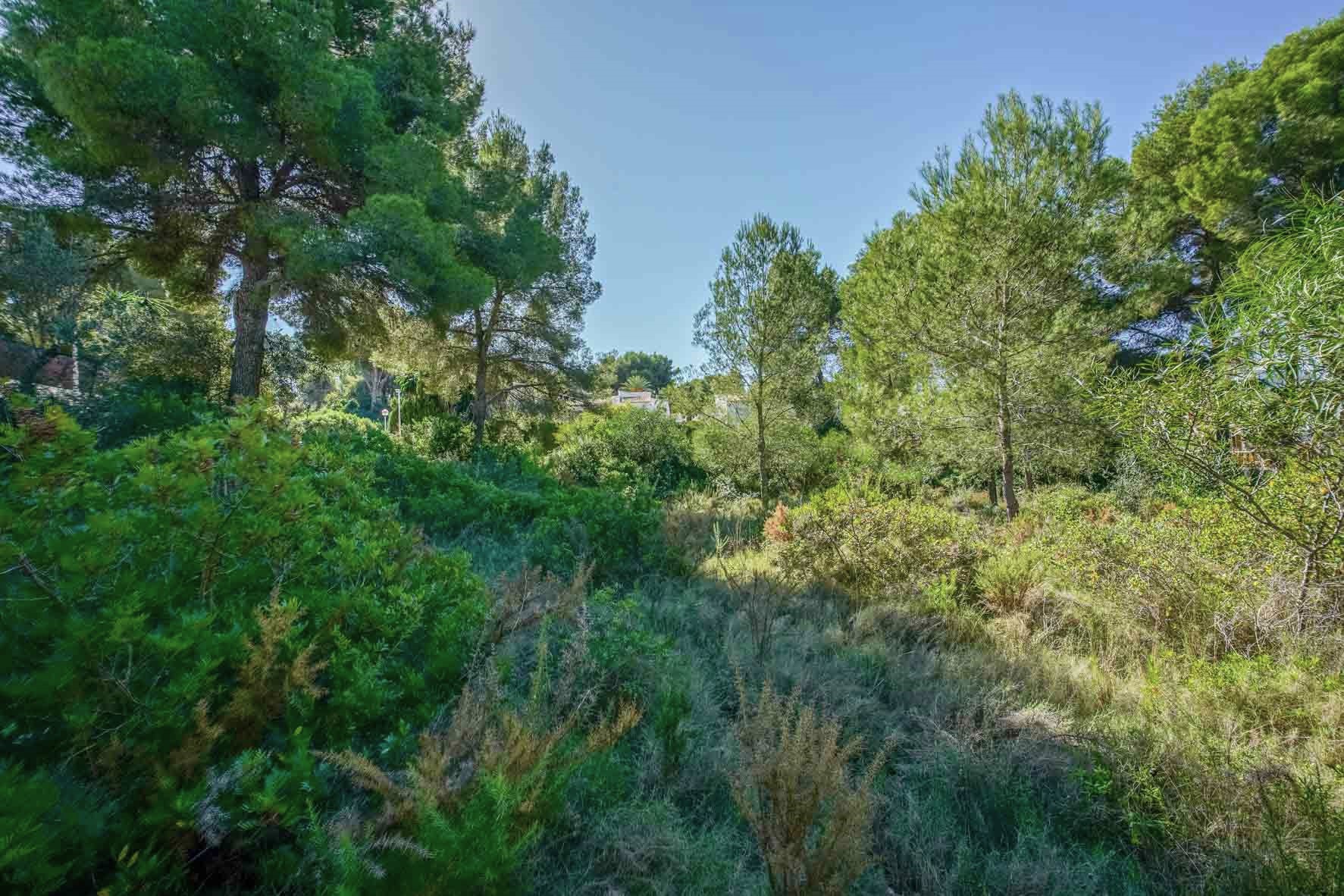 Perceel van 2700 m2 met volwassen pijnbomen en inheemse mediterrane beplanting, gelegen in een rustige en groene omgeving in Portichol.