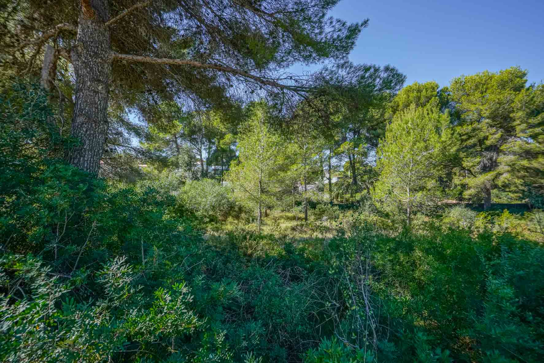 Uitzicht op het perceel met dichte mediterrane vegetatie, volwassen pijnbomen en inheemse struiken onder een helderblauwe hemel in Portichol.