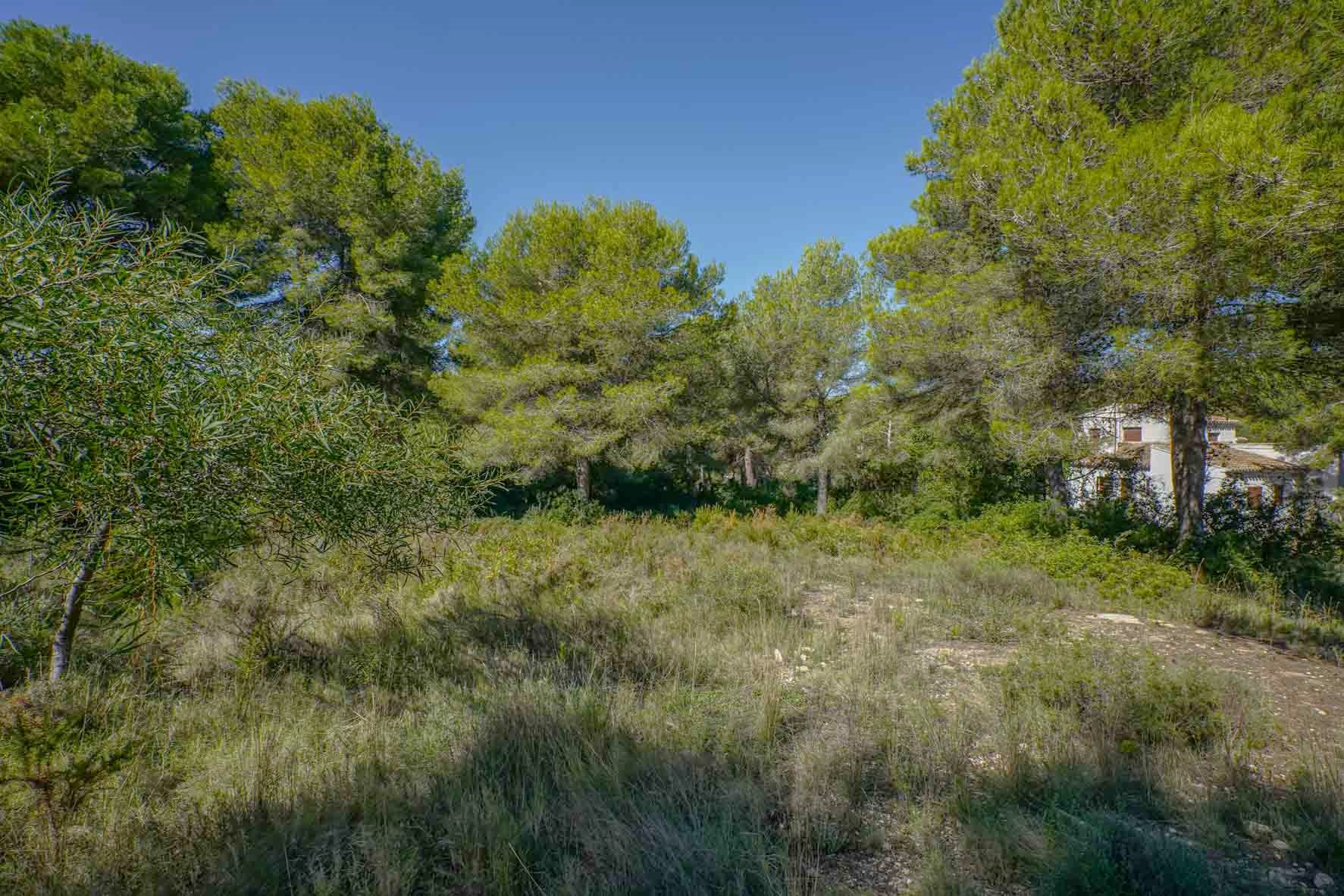 Vlak bouwperceel met volwassen pijnbomen en natuurlijke mediterrane begroeiing, gelegen in een rustige woonwijk met een heldere lucht.