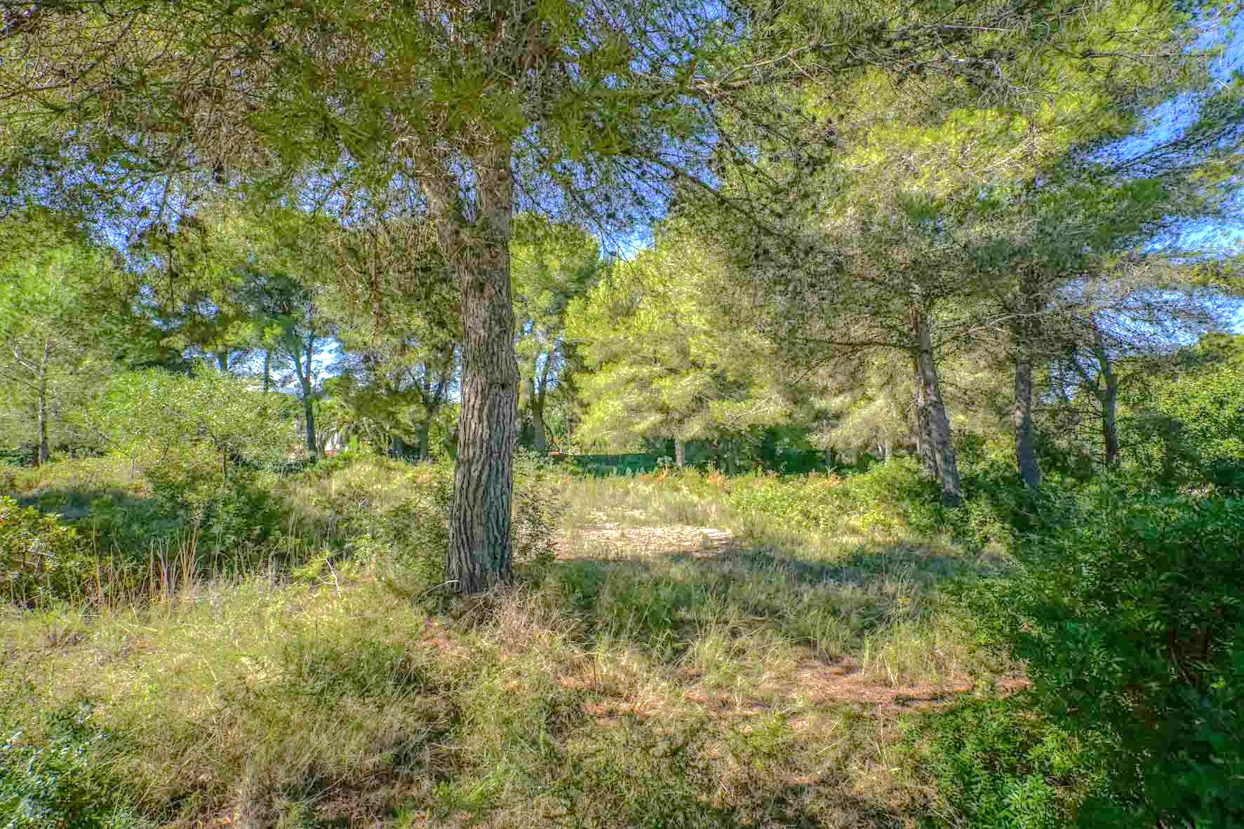 Vlak perceel met volwassen pijnbomen en inheemse mediterrane vegetatie. Het terrein biedt een natuurlijke, privéomgeving met gefilterd zonlicht door de boomtoppen.