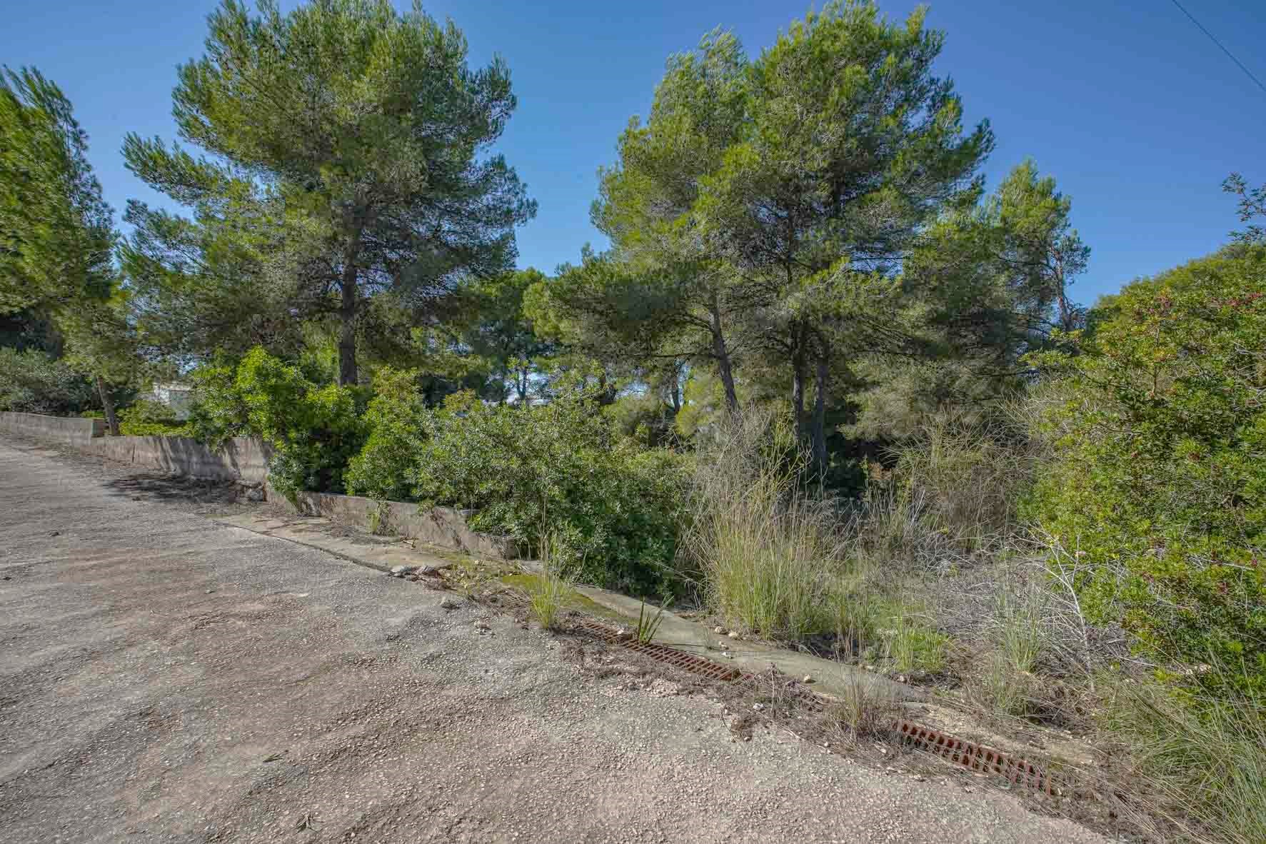 Zicht op het perceel met volwassen pijnbomen en mediterrane beplanting, begrensd door een betonnen toegangsweg en lage steunmuren.