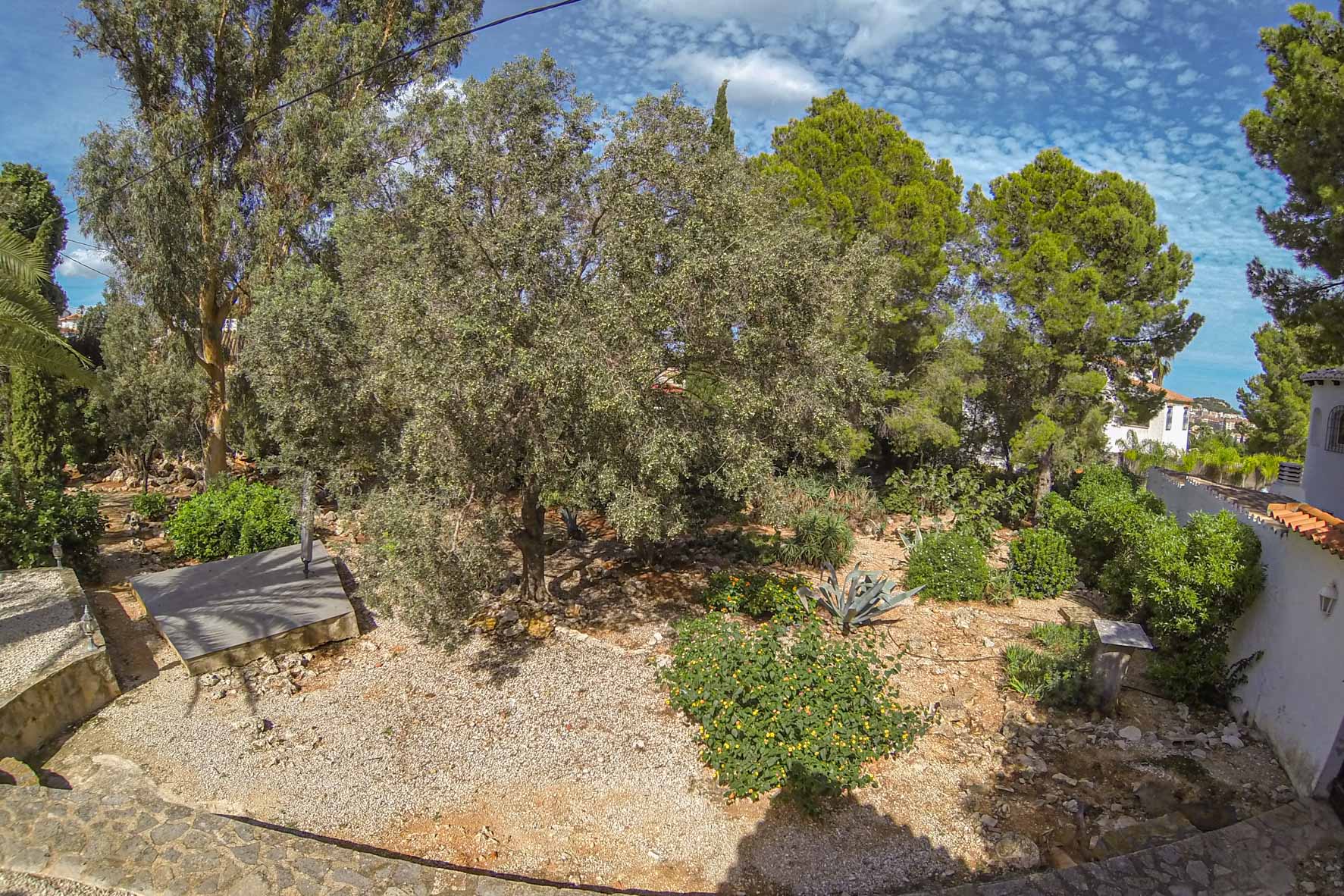 Uitzicht op de mediterrane tuin met volgroeide bomen en gevarieerde vegetatie, op een privéperceel.