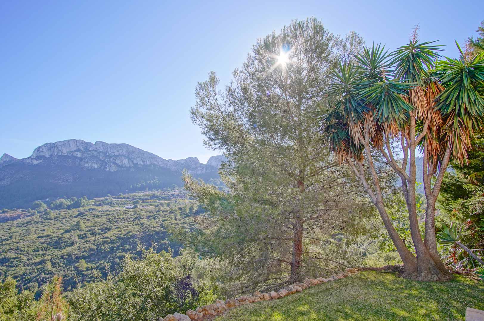 Panoramisch uitzicht op de bergen vanuit de tuin, voorzien van inheemse dennen en yucca's onder een heldere, zonnige hemel.