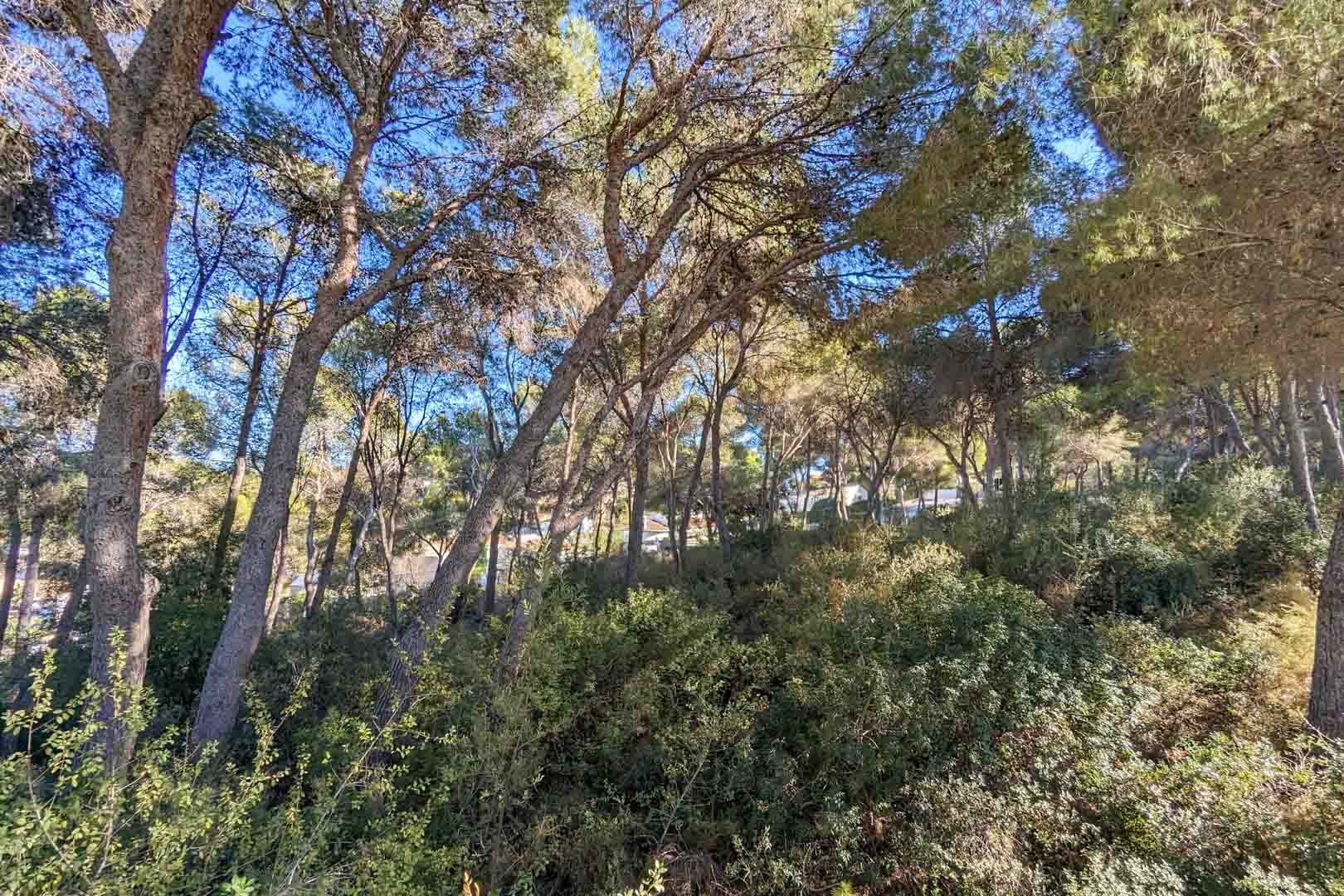 Natuurlijke omgeving met een dicht dennenbos en inheemse mediterrane vegetatie, wat zorgt voor privacy en natuurlijke schaduw rondom het perceel.