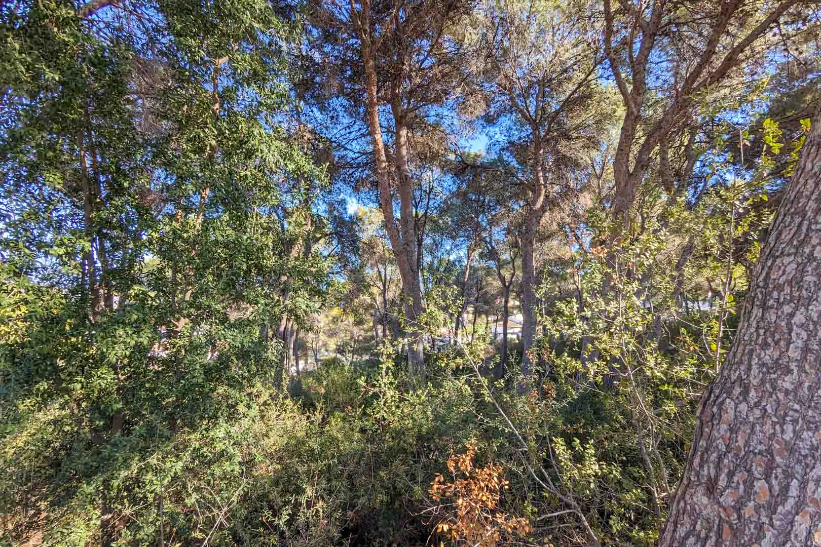 Uitzicht op de natuurlijke omgeving van het pand, met een dicht mediterraan dennenbos en inheemse vegetatie die privacy en natuurlijke schaduw biedt.
