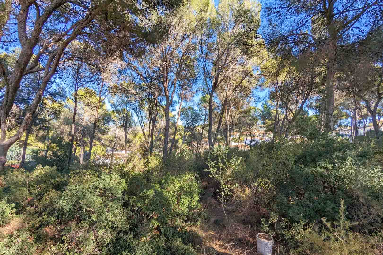 Uitzicht op de natuurlijke omgeving van het pand, met een weelderig mediterraan dennenbos en inheemse struiken onder een helderblauwe lucht.