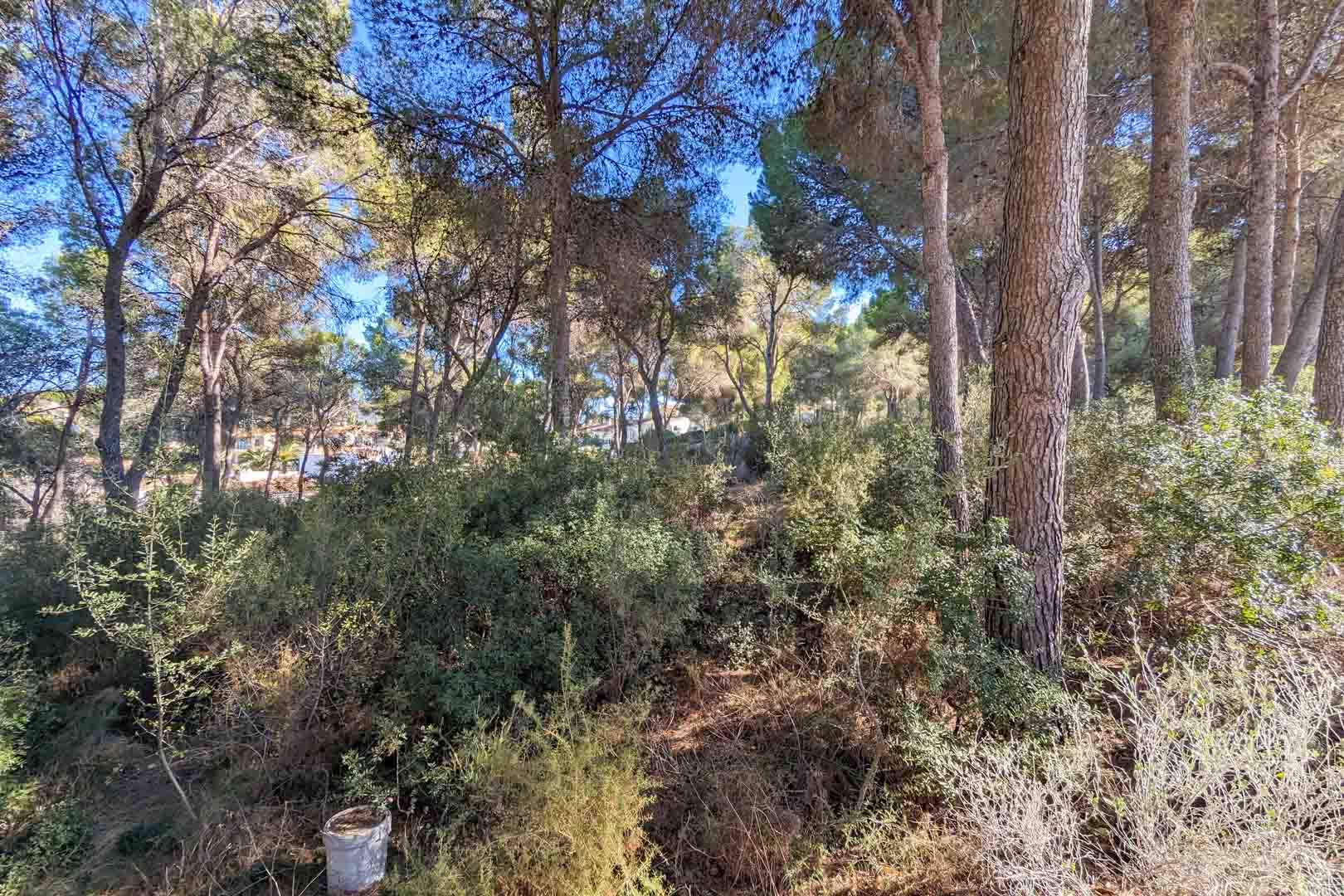 Uitzicht op de natuurlijke omgeving van het pand, met volwassen pijnbomen en inheemse mediterrane struiken op een glooiend terrein.