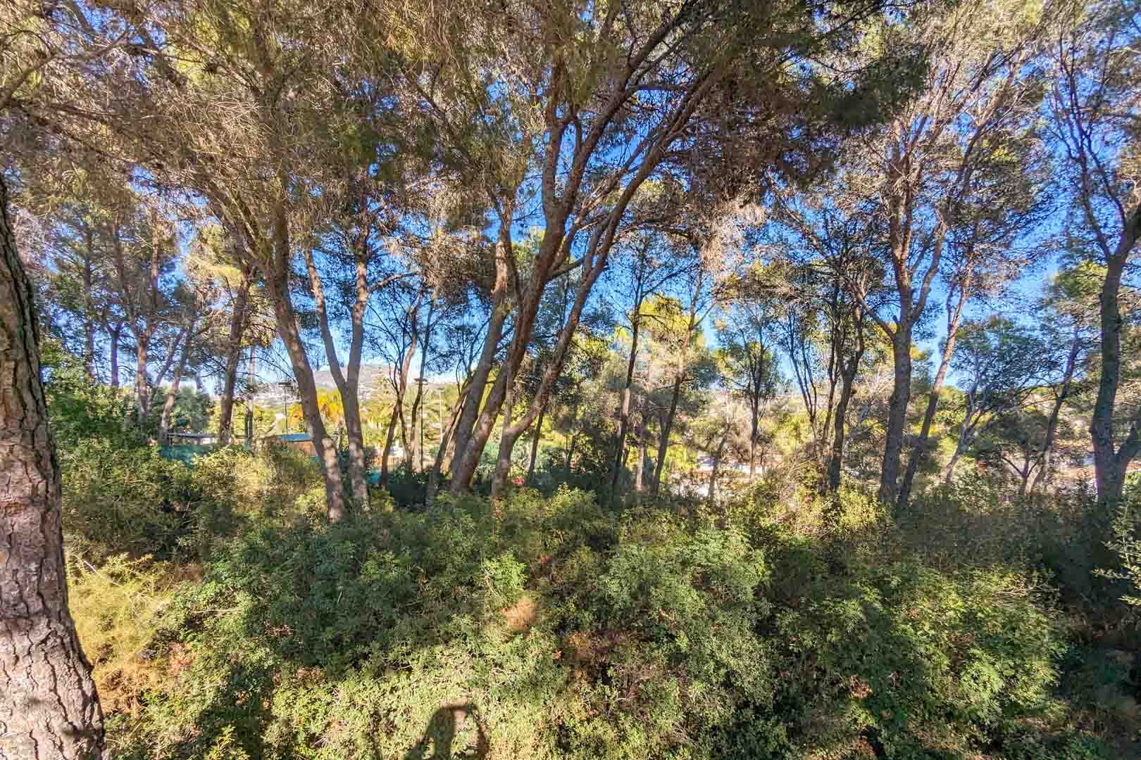 Uitzicht op de natuurlijke omgeving van het pand met volwassen pijnbomen en mediterrane struiken die zorgen voor privacy en schaduw.