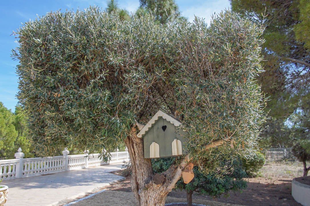 Volwassen olijfboom met een decoratief houten vogelhuisje, gelegen aan een geplaveid pad met witte balustrade in de mediterrane tuin.