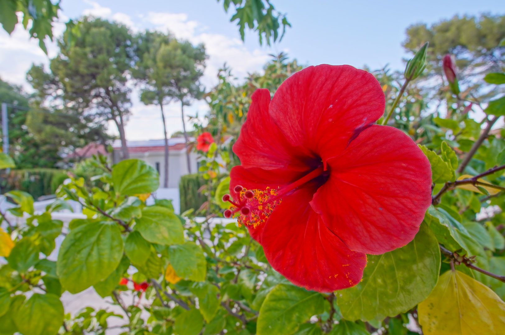 Detailopname van een rode hibiscus in de mediterrane tuin, met de witte gevel van de villa en volwassen pijnbomen op de achtergrond.